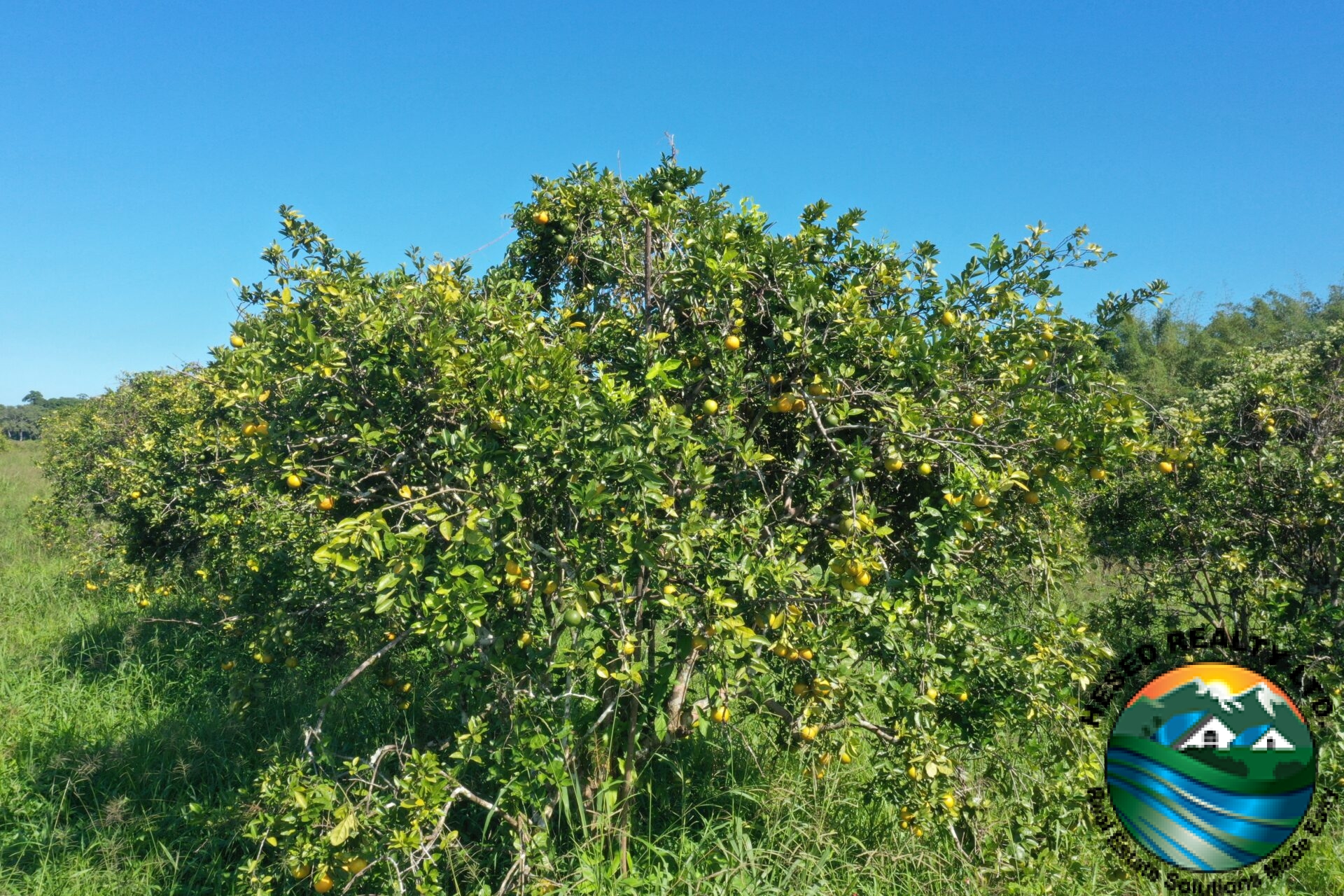 Close-up of an orange tree with vibrant, ripe oranges in a citrus farm