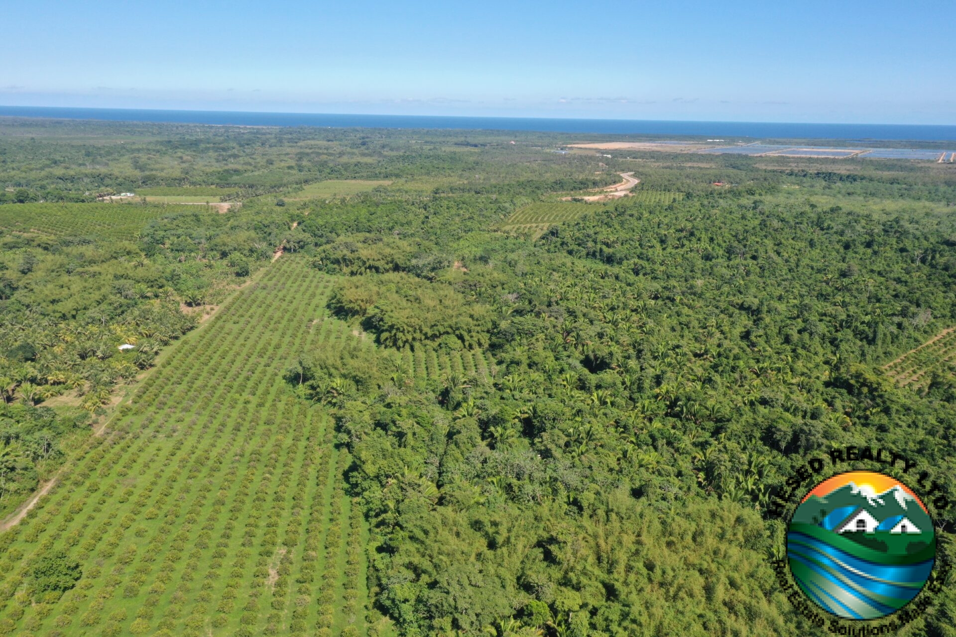 Aerial view of the 40-acre citrus farm, featuring neat rows of orange trees and a scenic landscape.