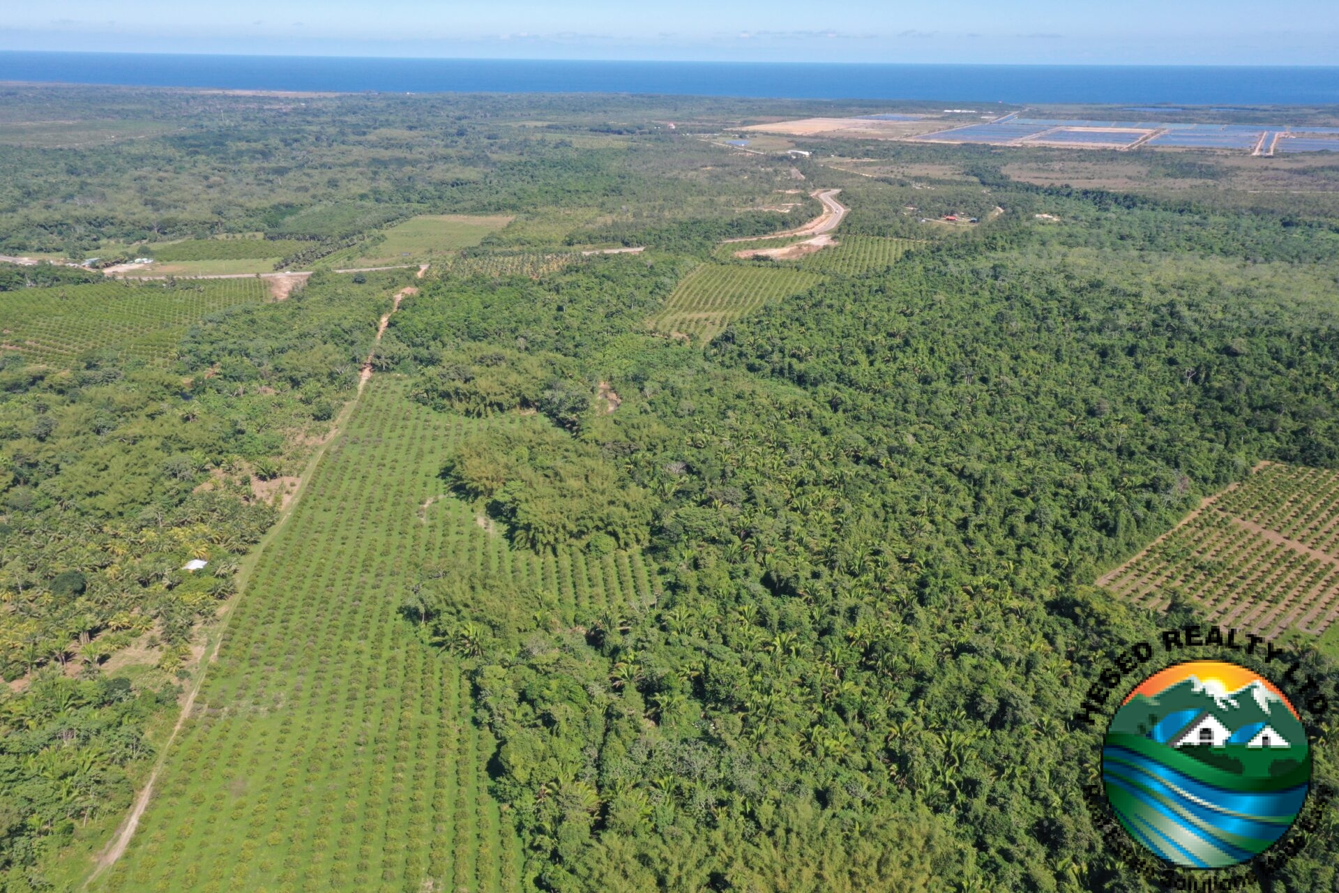 Aerial view of the 40-acre citrus farm, featuring neat rows of orange trees and a scenic landscape