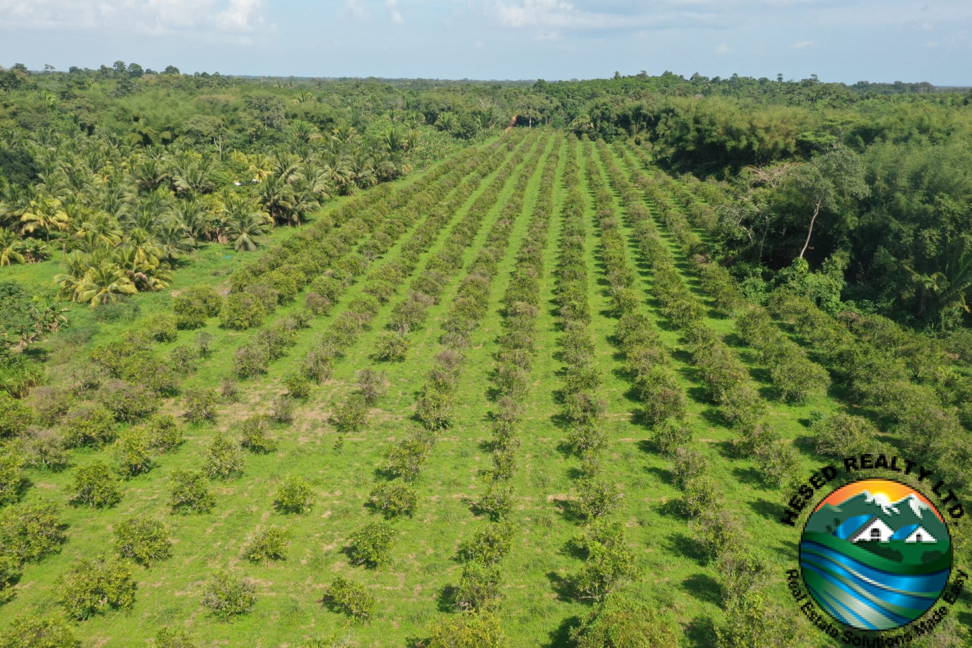 Close-up of organized rows of orange trees in the citrus plantation.