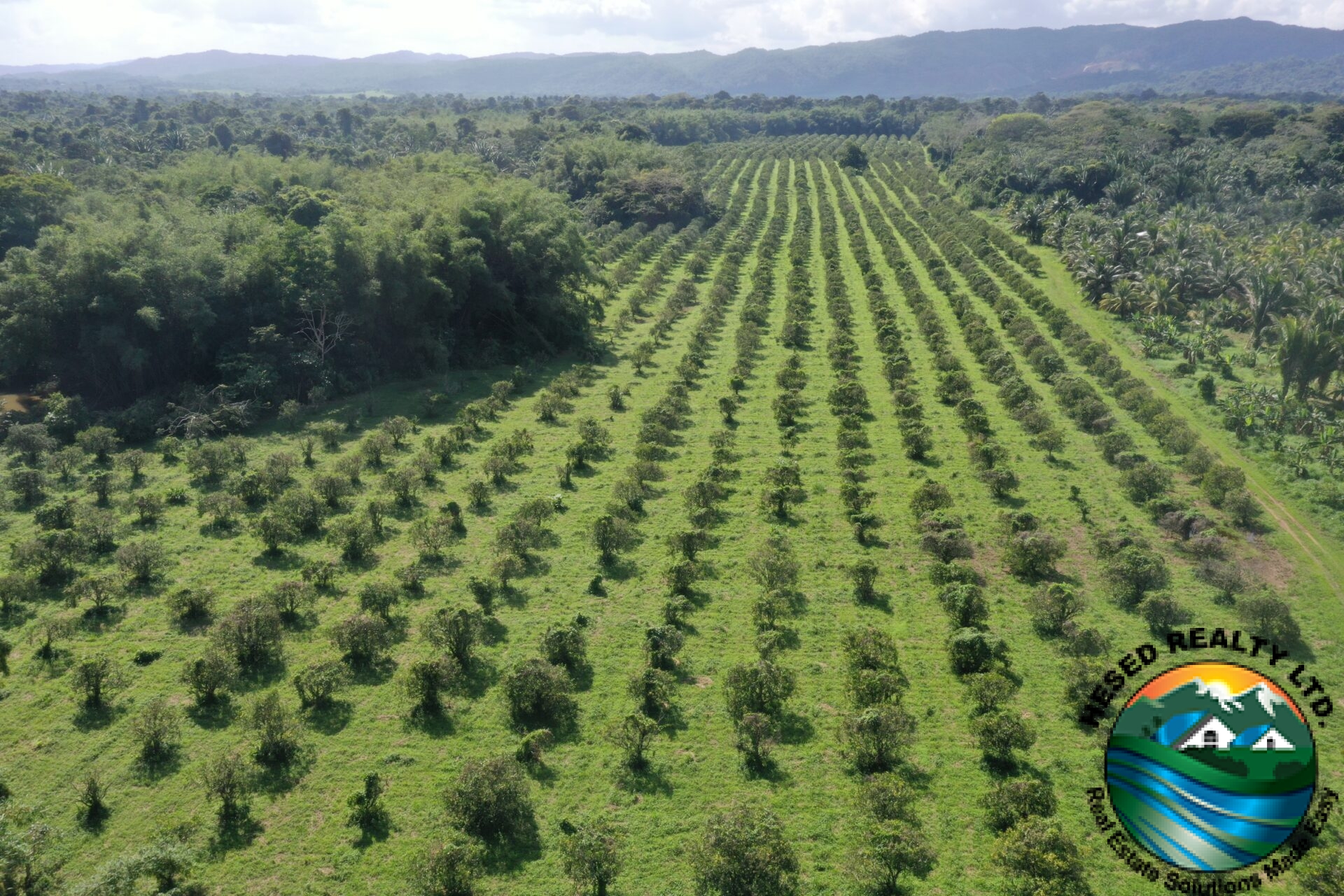 Close-up of organized rows of orange trees in the citrus plantation.