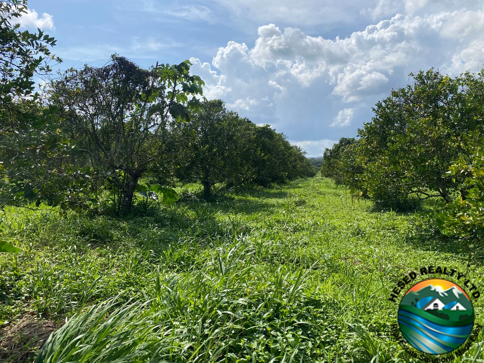 Ground-level view of healthy orange trees with lush green foliage.