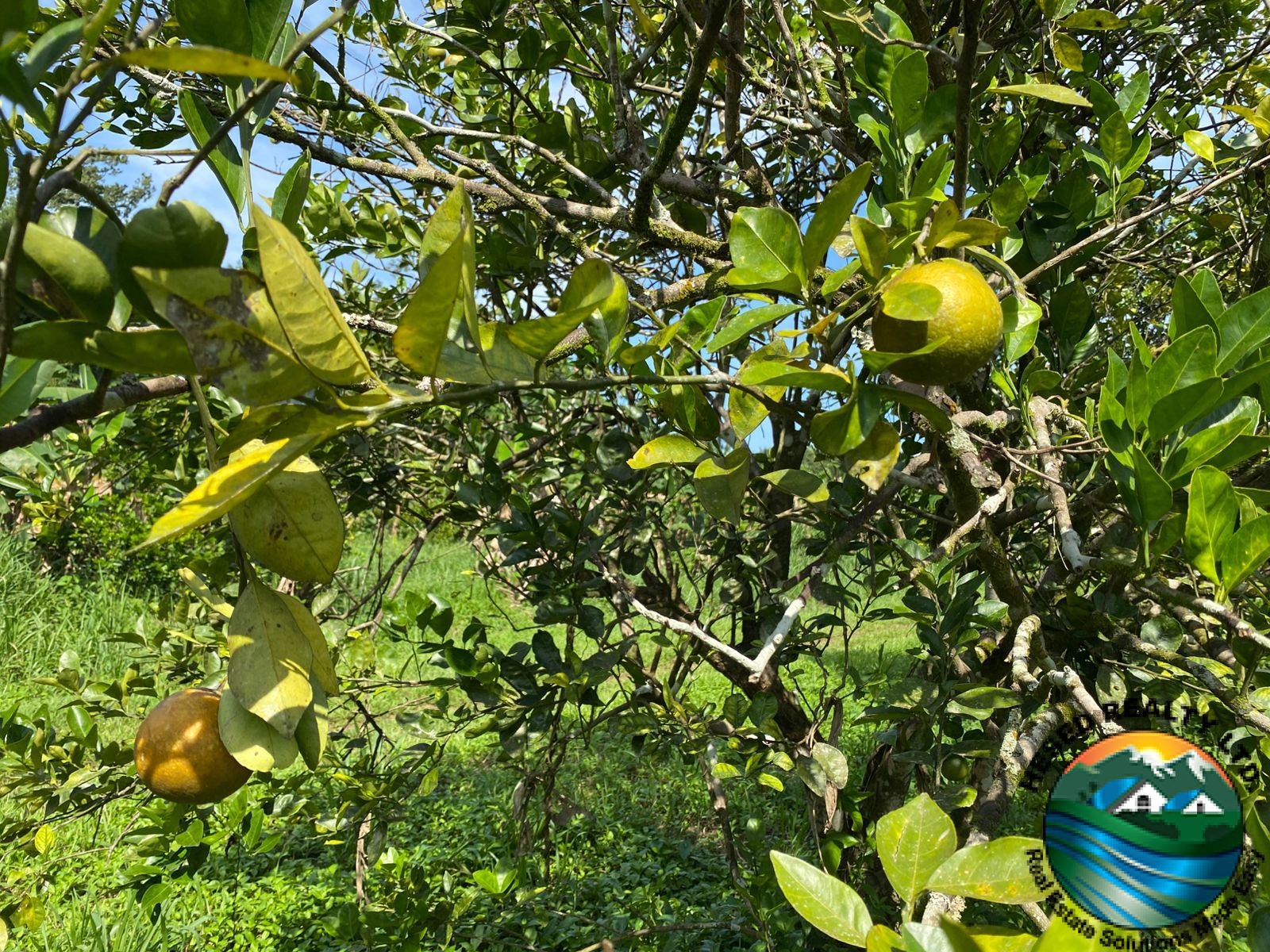 Close-up of an orange tree with bright yellow oranges, ready for harvest.