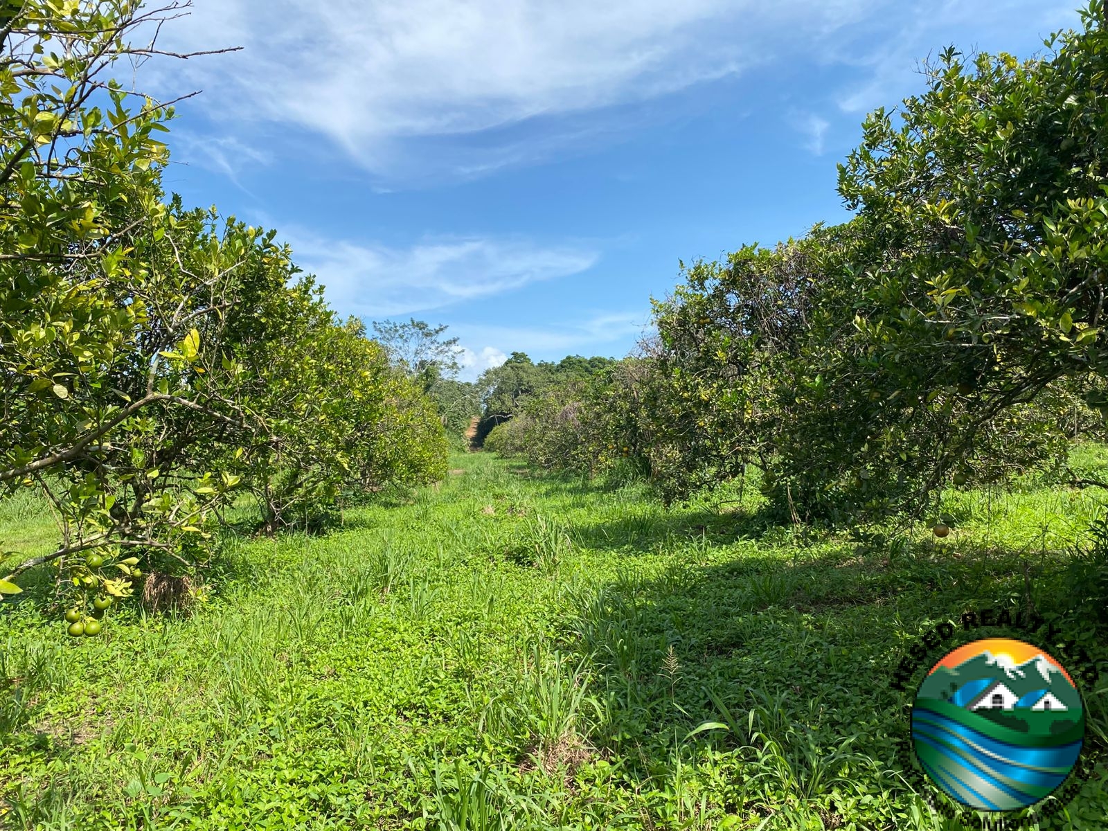 A wide view of several orange trees on the citrus farm under clear skies.