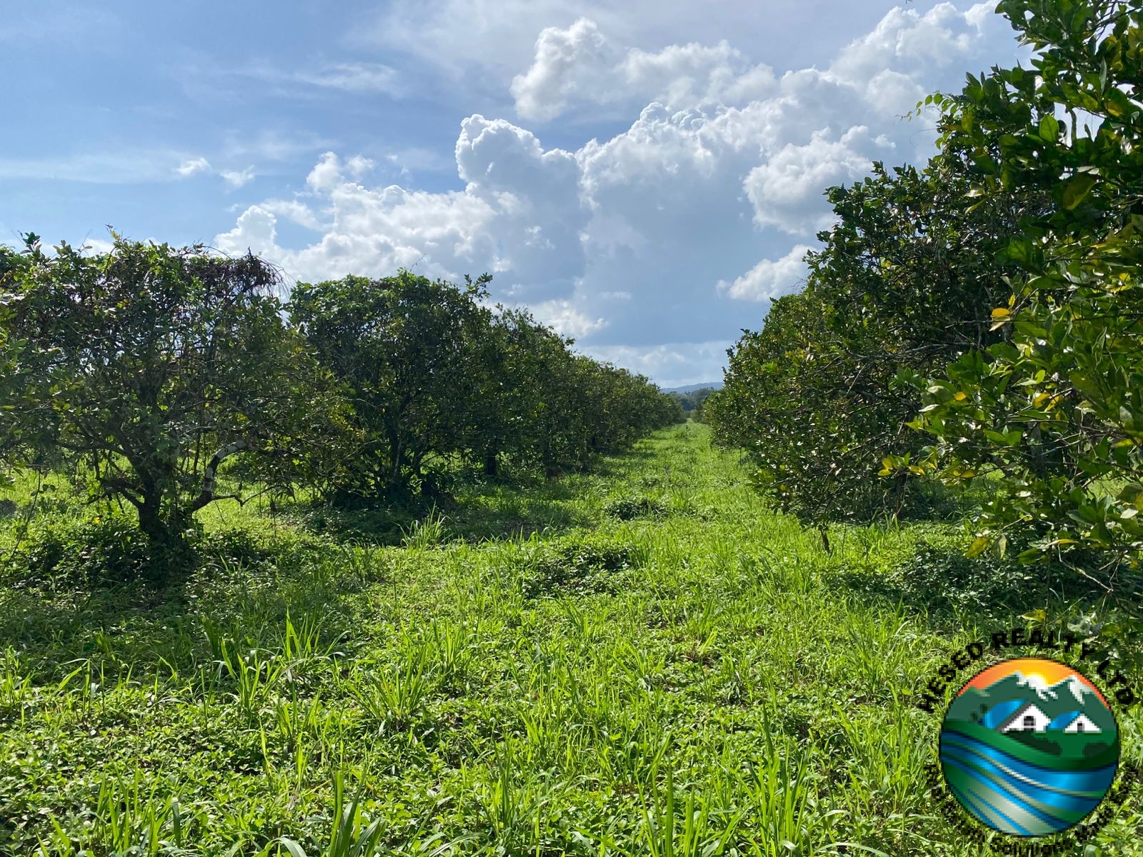 A wide view of several orange trees on the citrus farm under clear skies