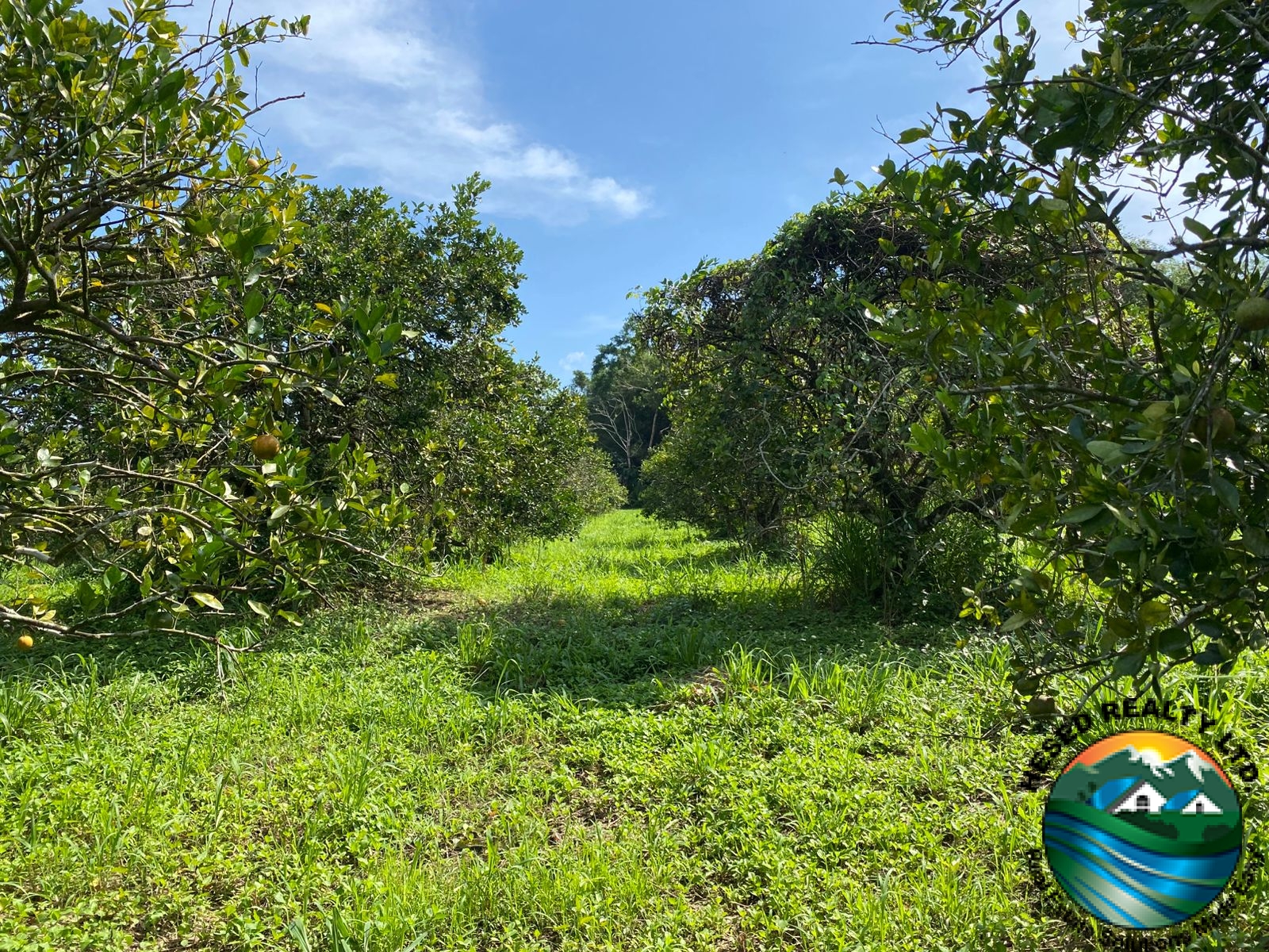 A wide view of several orange trees on the citrus farm under clear skies.