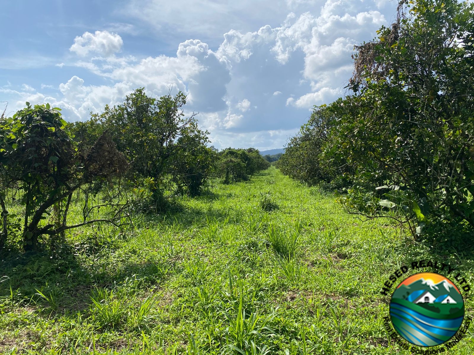 A wide view of several orange trees on the citrus farm under clear skies.