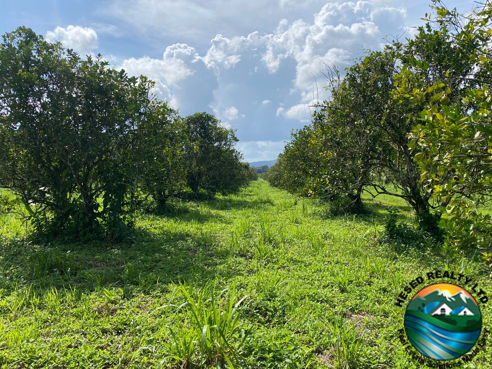 A wide view of several orange trees on the citrus farm under clear skies.