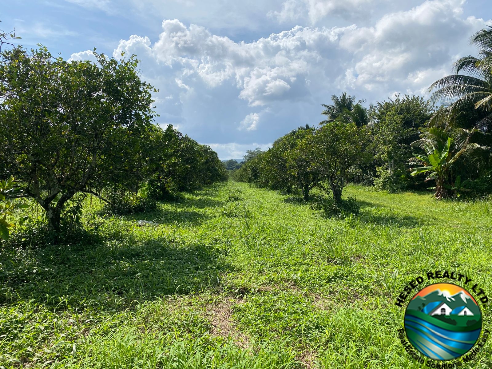 A combination of orange trees and coconut trees on the citrus farm.